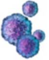 Human Papiloma virus (HPV) - lidský papiloma virus