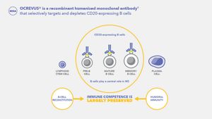 OCREVUS® Mechanism Of Action