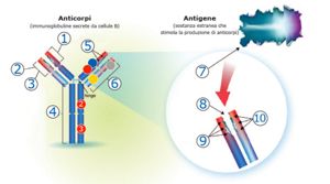 Qual è il meccanismo d'azione degli anticorpi monoclonali?