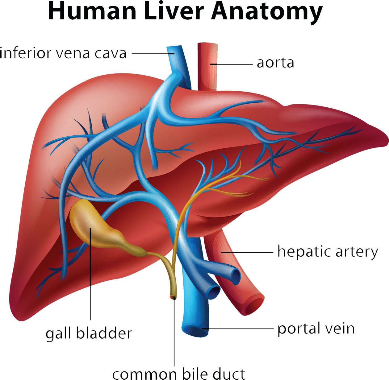 Hepatitis B - 