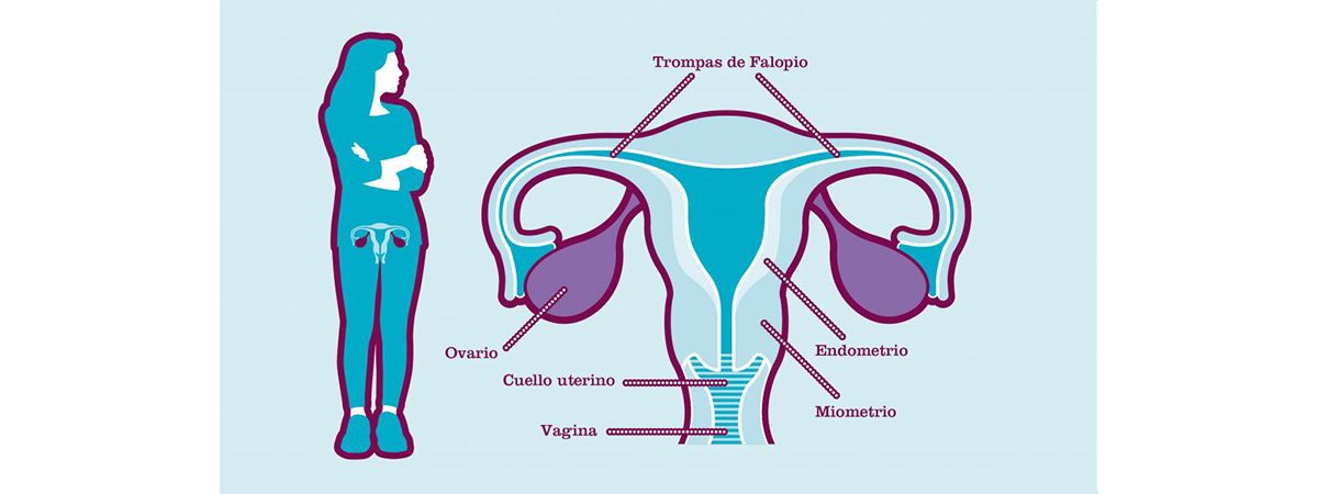 ¿Qué son los ovarios? | Roche Pacientes